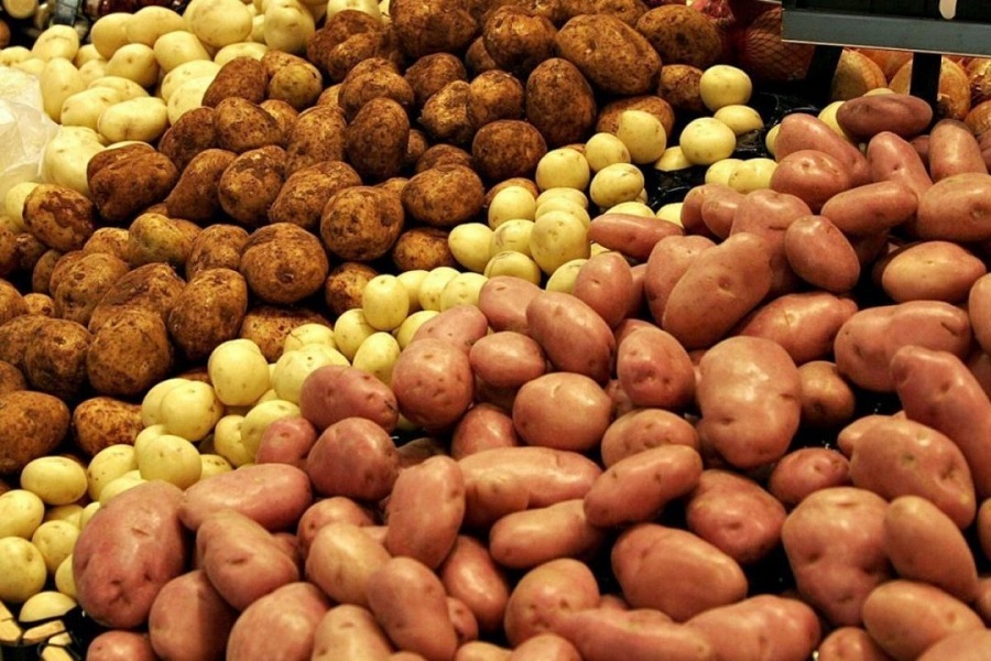 Квоты на экспорт семенного картофеля распределили между компаниями