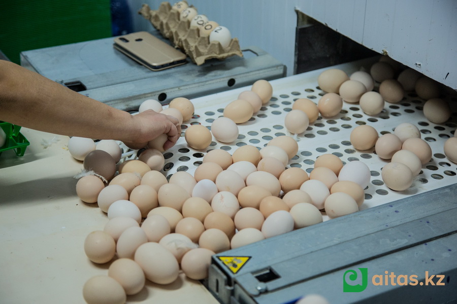Алматинский племрепродуктор произвел рекордное число инкубационных яиц