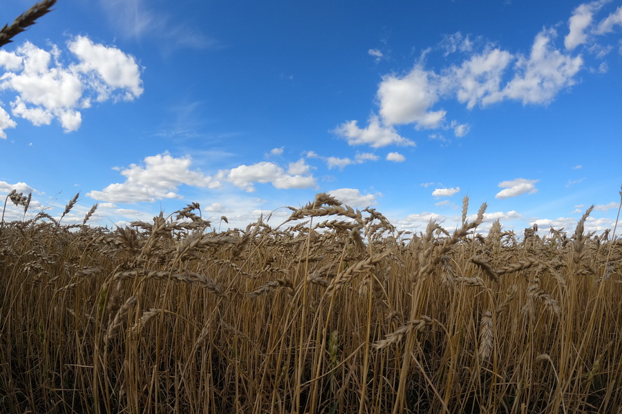Цены на пшеницу в РК достигли потолка