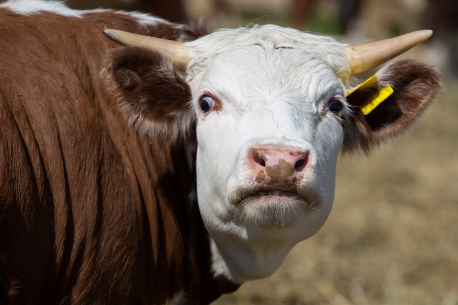 МСХ разрешает экспорт бычков и баранов