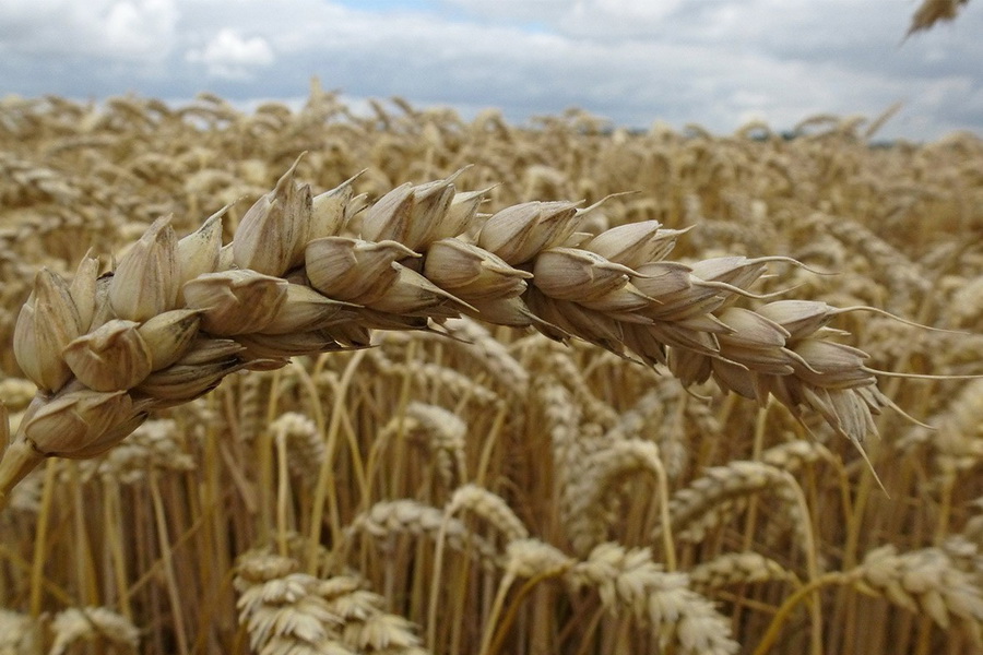 Озимая пшеница радует Казахстан высоким урожаем