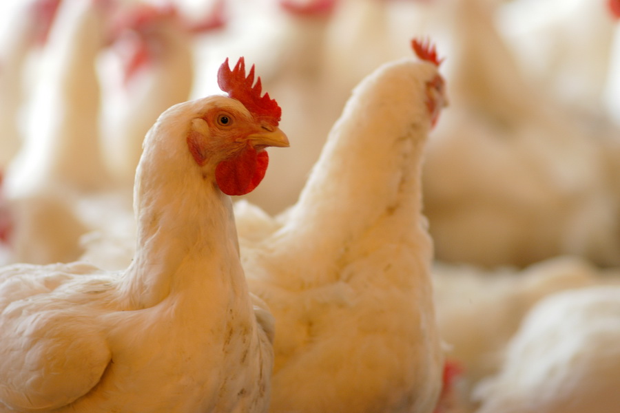 МСХ: заявившая о проблемах птицефабрика получила 5 млрд тенге субсидий