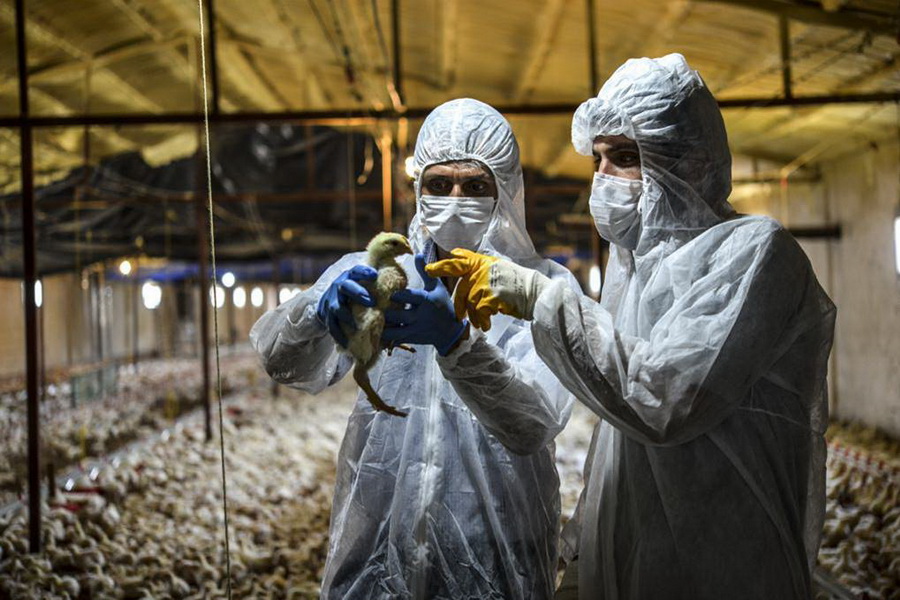 ФАО призывает рационально использовать антибиотики в животноводстве
