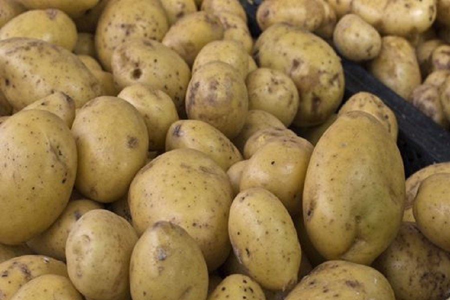 МСХ: Россия могла вывезти весь картофель из РК