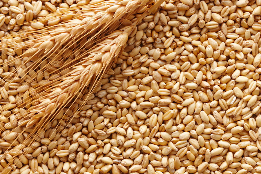 В Казахстане к началу октября запасы зерна составили 14 млн тонн