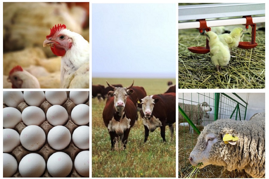 Казахстан ввёл ограничения на ввоз животноводческой продукции из четырех стран