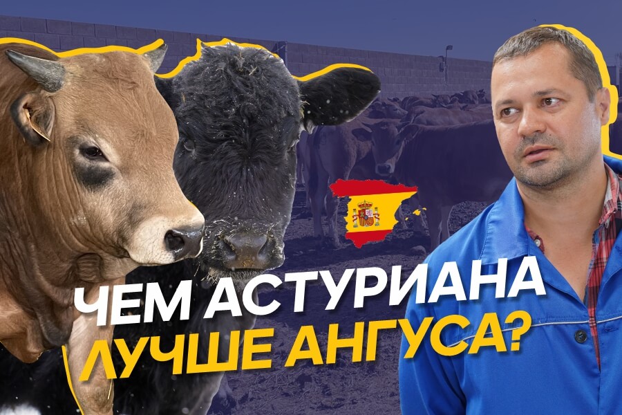 Астуриана-де-лос-Вальес — стоит ли завозить в Казахстан испанский скот?
