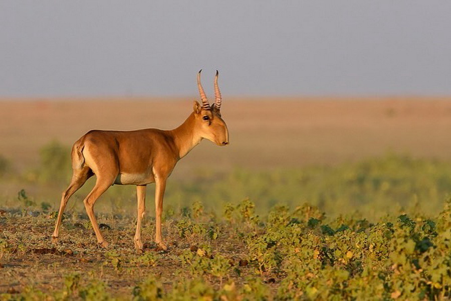 Фермеры просят разрешить отстрел сайгаков на своих полях