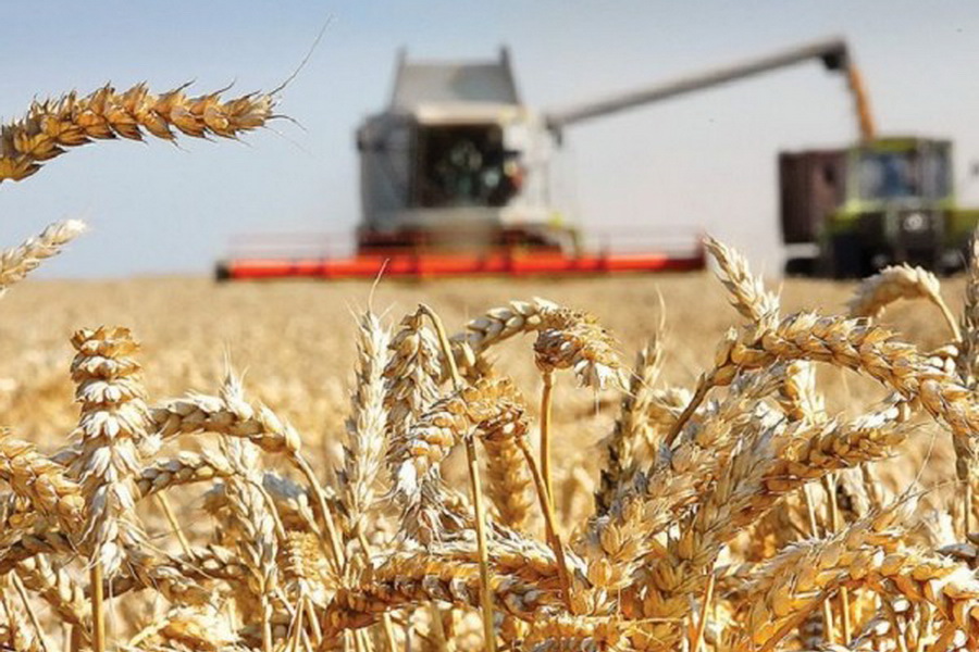 В Казахстане намолочено 12,2 млн тонн зерна
