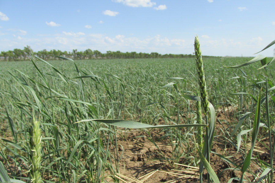 К Казахстане прогнозируют урожай выше среднего