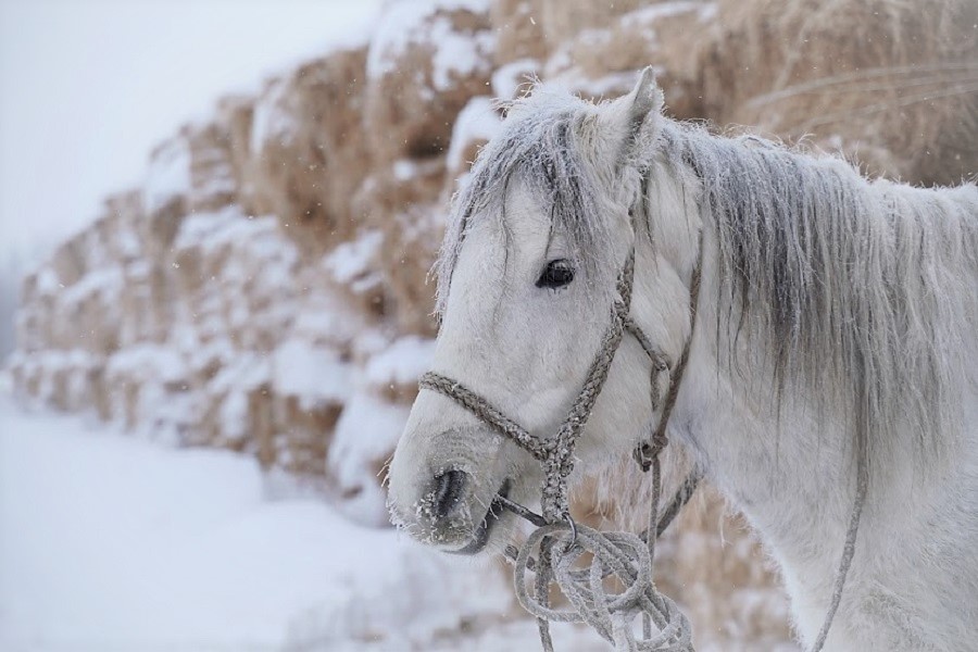 Лошади гибнут от неизвестной болезни в Карагандинской области