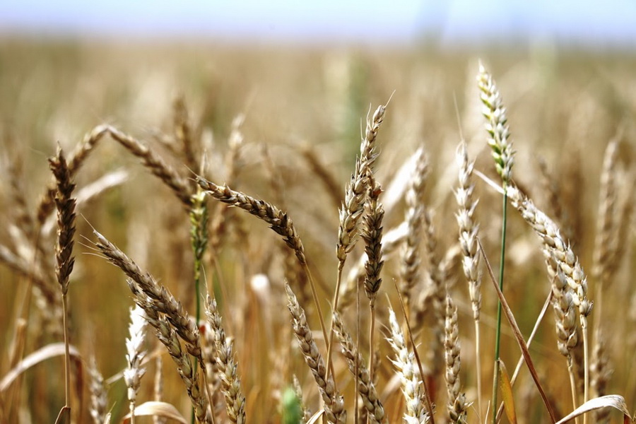 Цены на зерно снижаются на новостях о его возможном вывозе из Украины