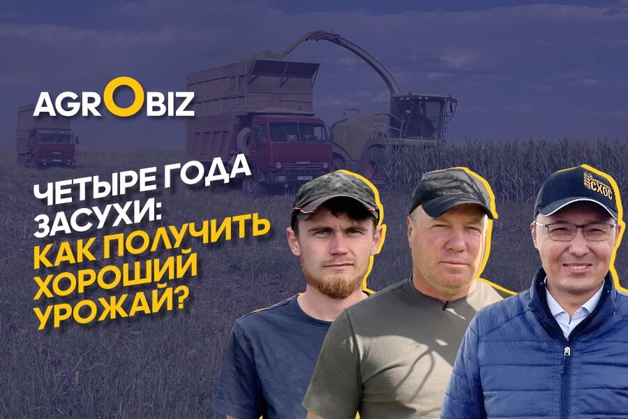 Урожайность казахстанской селекции зерновых в засуху, орошение на кукурузе и заготовка сочных кормов