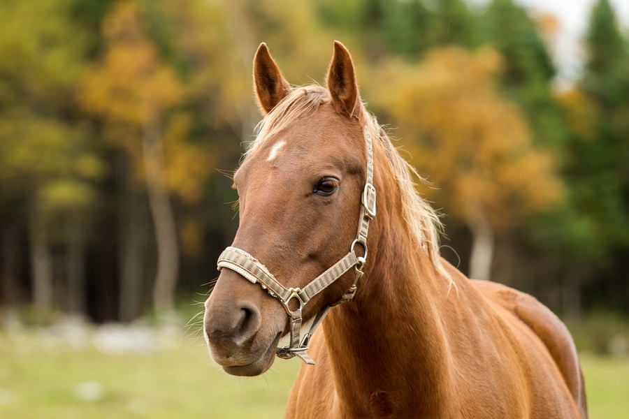 Поголовье лошадей утроилось за 20 лет в Казахстане