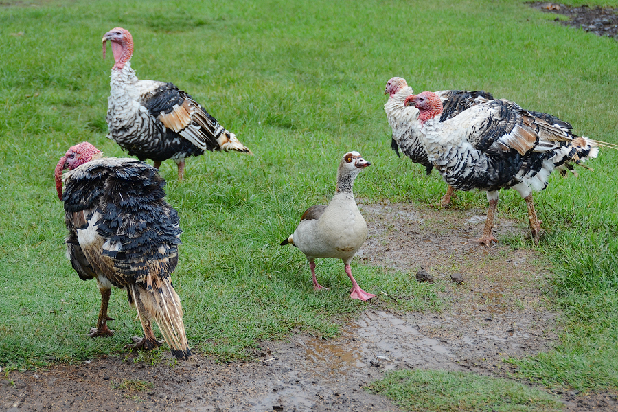 Еще в одном павлодарском селе введен карантин по гриппу птиц