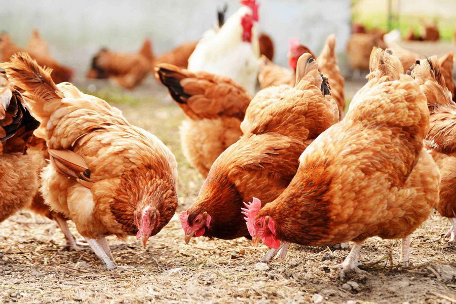 В Казахстане разработали программу профилактики инфекций в птицеводстве