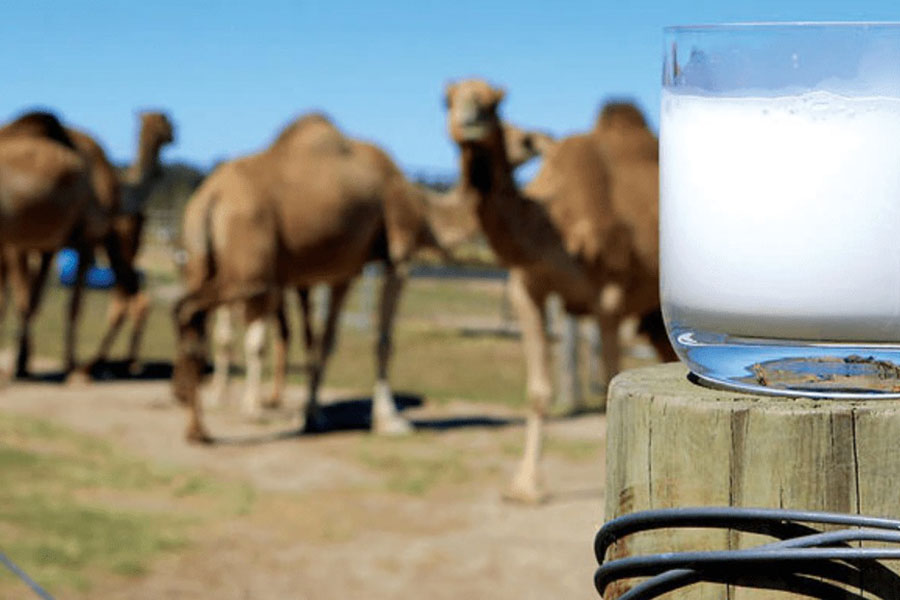 ТОП-24 производителей верблюжьего молока в 2020 году