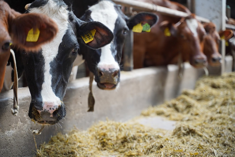 Дания введет налог на выбросы углерода по $100 с коровы