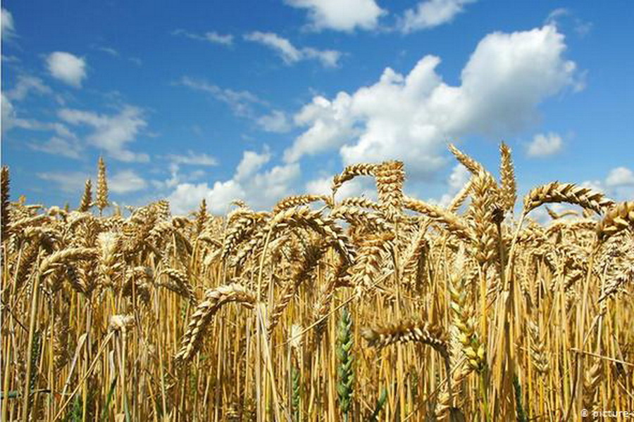 На ETS покупатели и продавцы не договорились о цене пшеницы