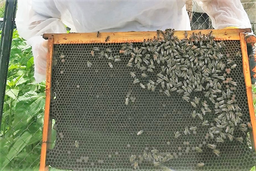 В КАТУ разрабатывается научный проект по пчеловодству