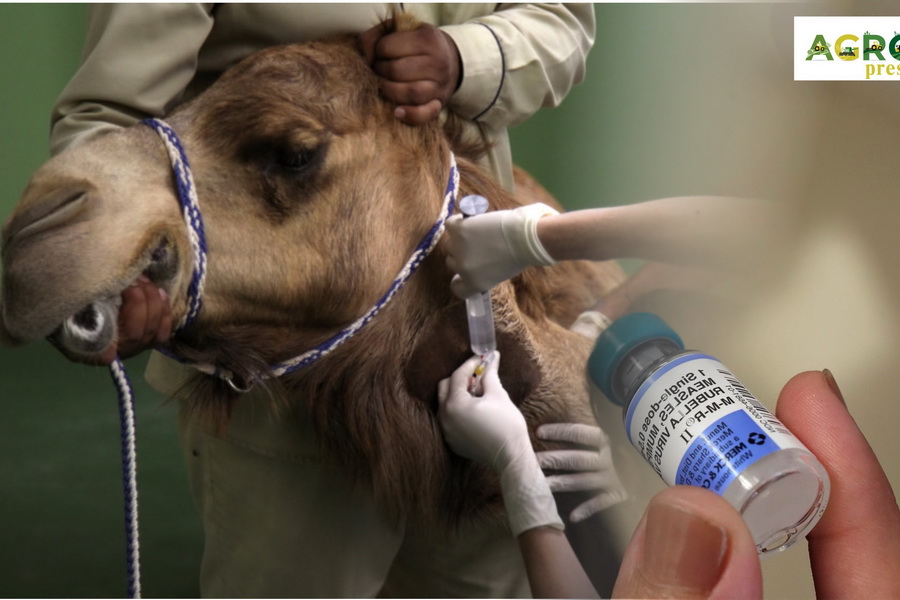 В Казахстане начали выпуск вакцины против оспы верблюдов