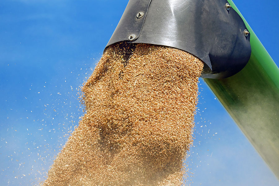 МСЗ снизил оценку экспорта зерна из России