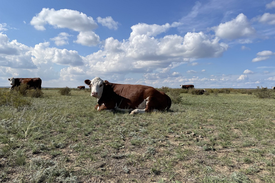Как создать успешную мясную ферму в Казахстане