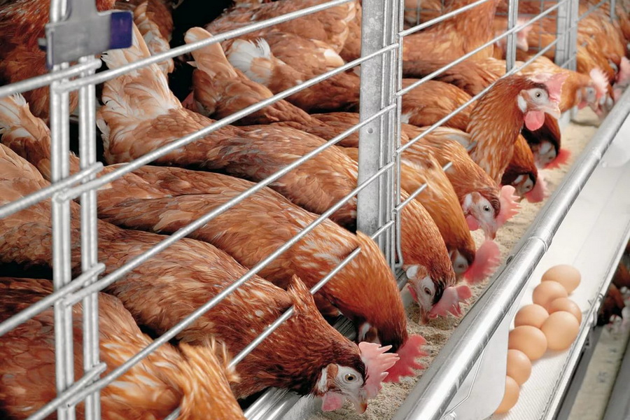 МСХ из-за COVID-19 внесло коррективы в план поддержки птицефабрик