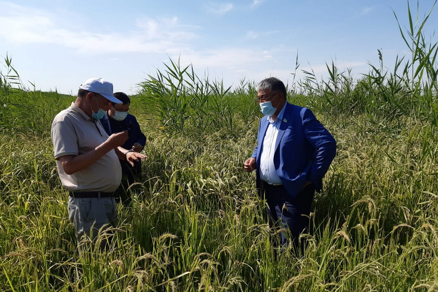 Кызылординские рисоводы боятся потерять урожай из-за дефицита поливной воды