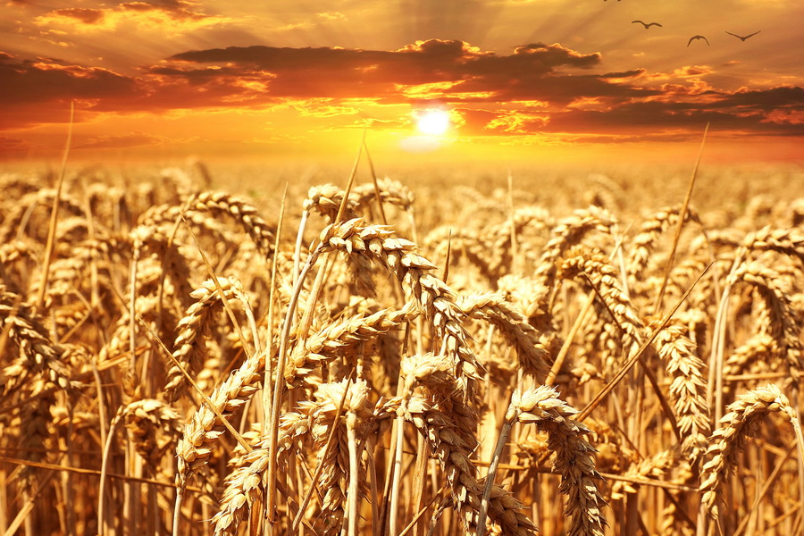 Как «серое» зерно поможет заработать Казахстану 