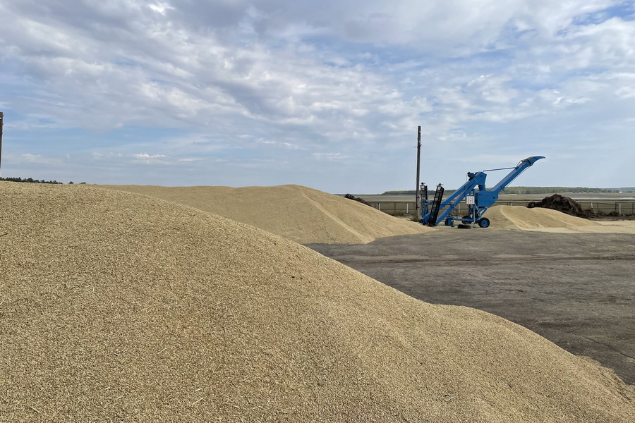 Цена российской пшеницы в Казахстане упала до 95 тыс. тенге/тонна