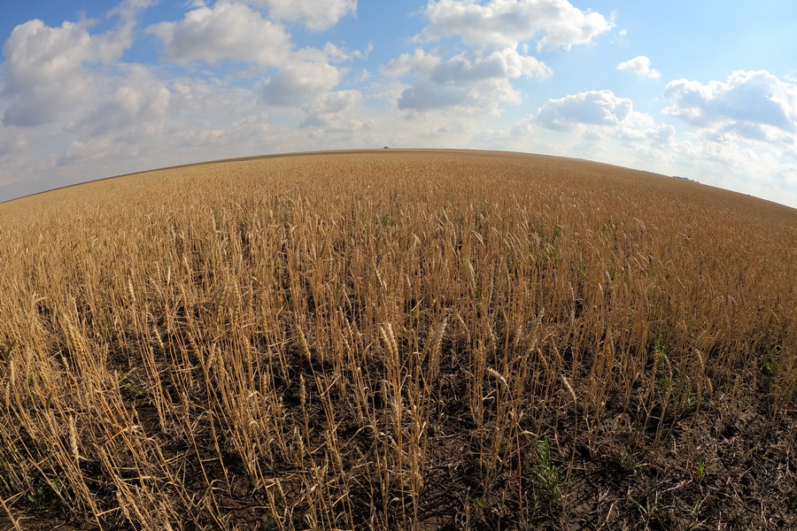 Казахстан должен собрать в 25 млн тонн зерна в 2022 году