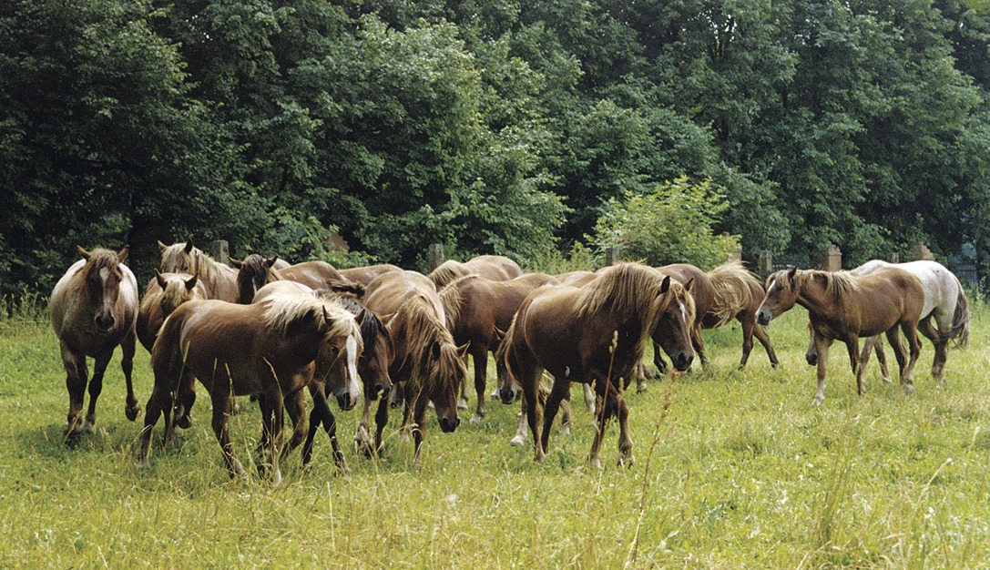Животноводы Жамбылской области по пилотному проекту закупили более 500 голов скота