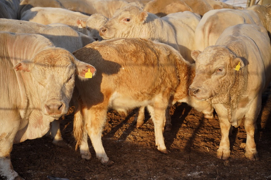 Казахстан начнет поставки мяса в Азербайджан