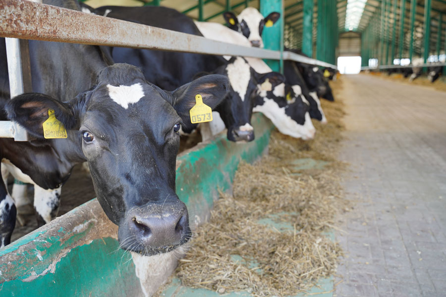 Почему молочное животноводство выгоднее мясного. АгроКараван Молоко 2021, день 12