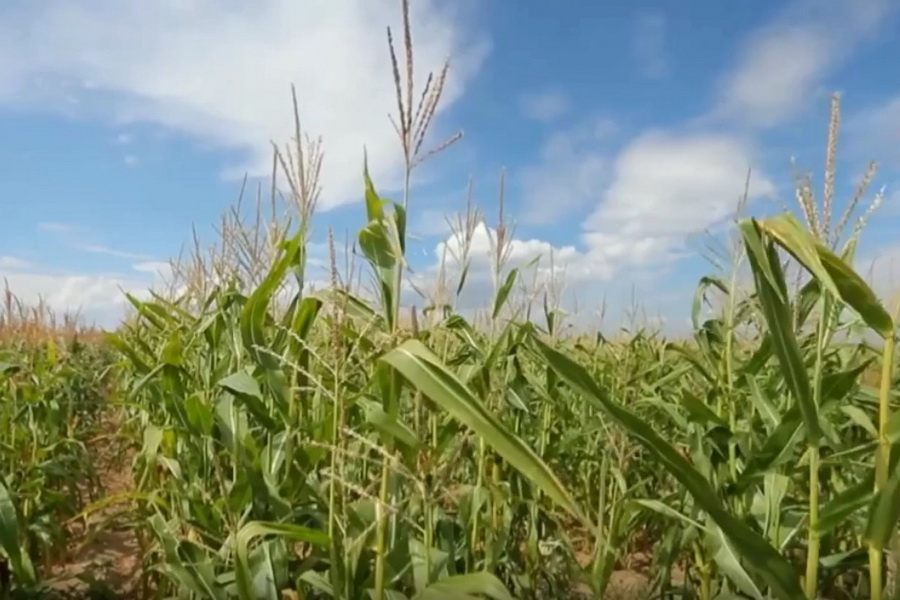 Новый сорт кукурузы показал хорошую урожайность в ВКО