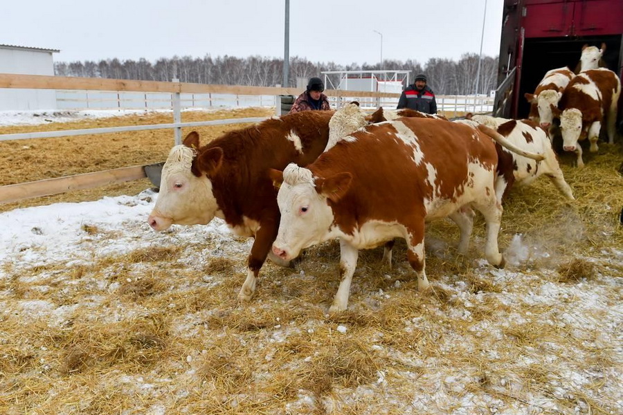 В СКО запустили цифровую молочную ферму