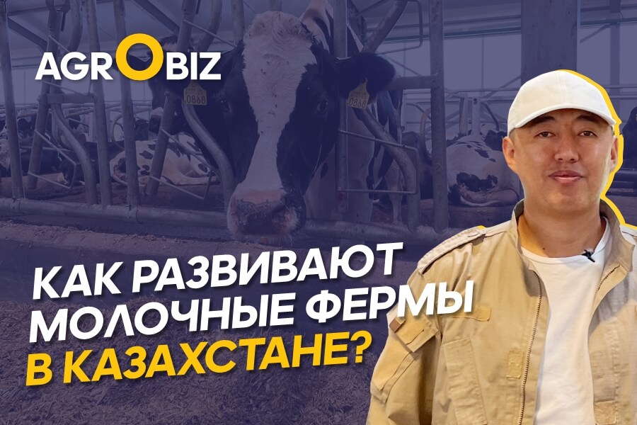 Как заработать на молоке и построить успешную ферму?