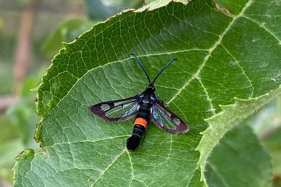 Ученые предупреждают о распространении бабочки-вредителя в садах Алматинской области