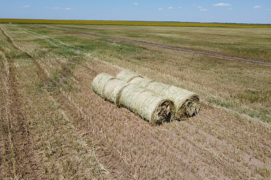 Пересмотреть лимиты на сельхозземлю просят аграрии Костаная