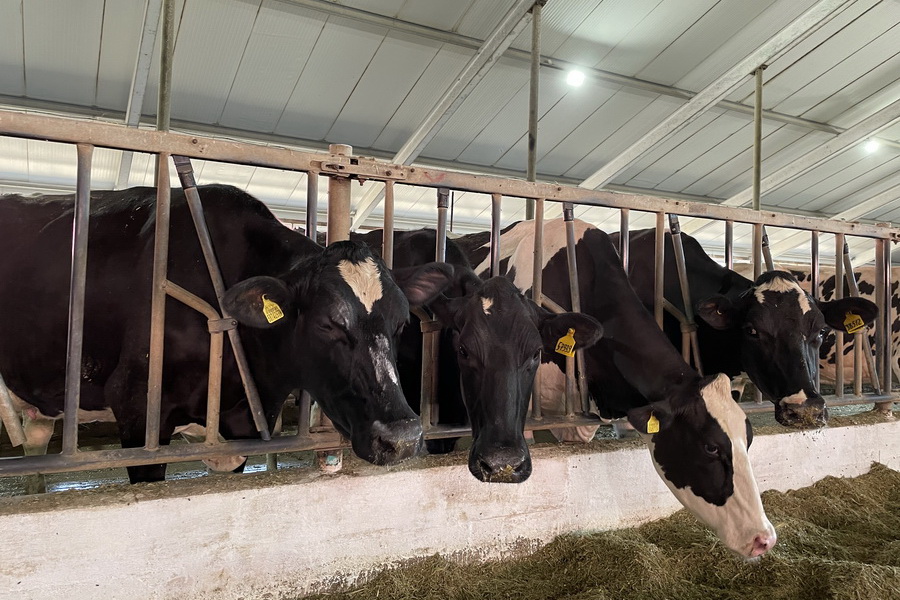 Компания Айс возглавила рейтинг молочных ферм по удоям в 2021 году
