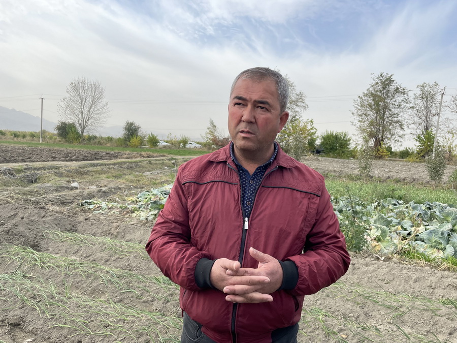 Как в Узбекистане работает система закупа сельхозпродукции