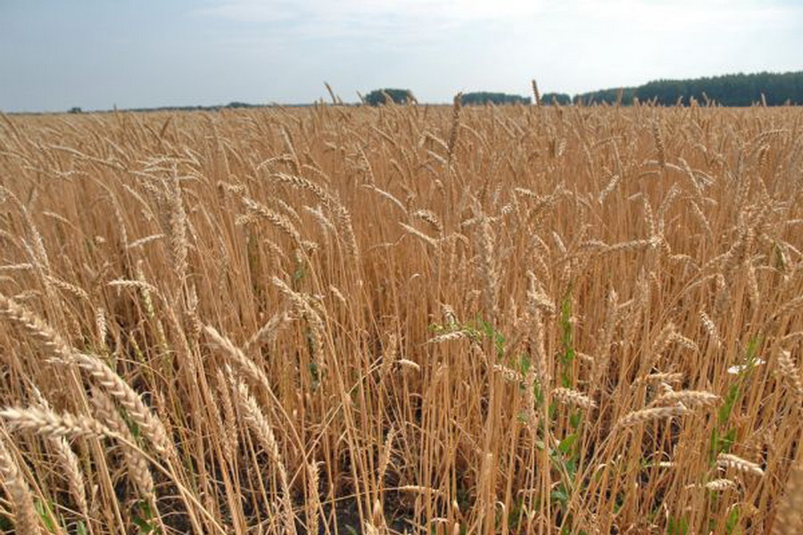 В Акмолинской области к середине мая завершат оцифровку сельхозполей