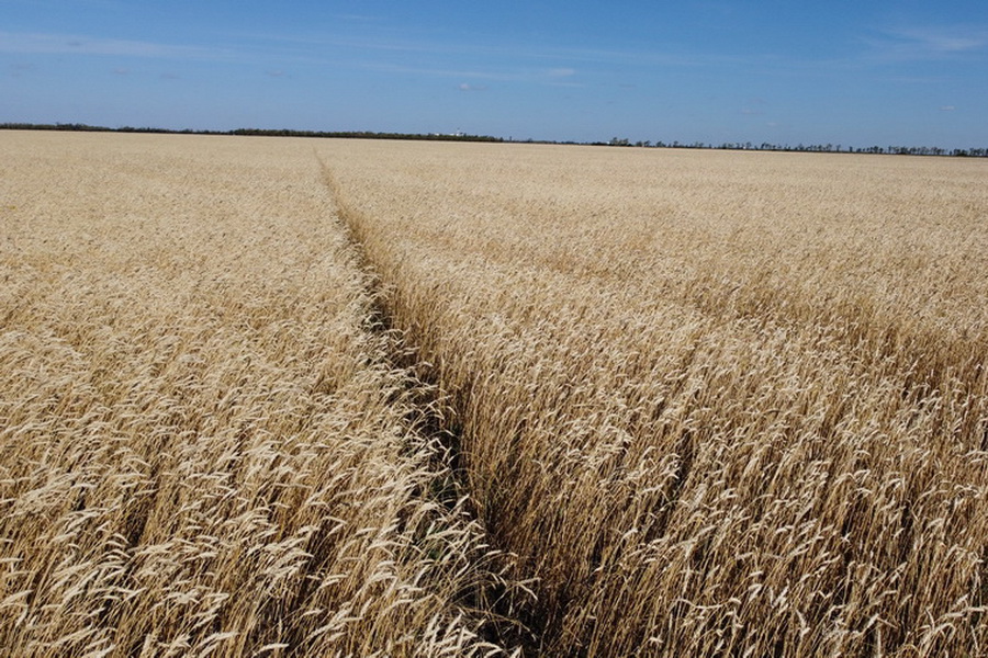 Рекордный урожай зерна собрали в Северо-Казахстанской СХОС