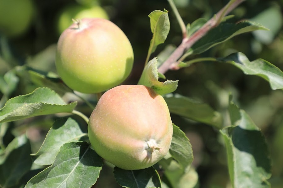 Казахстанские ученые создали тесты для сохранения плодовых деревьев