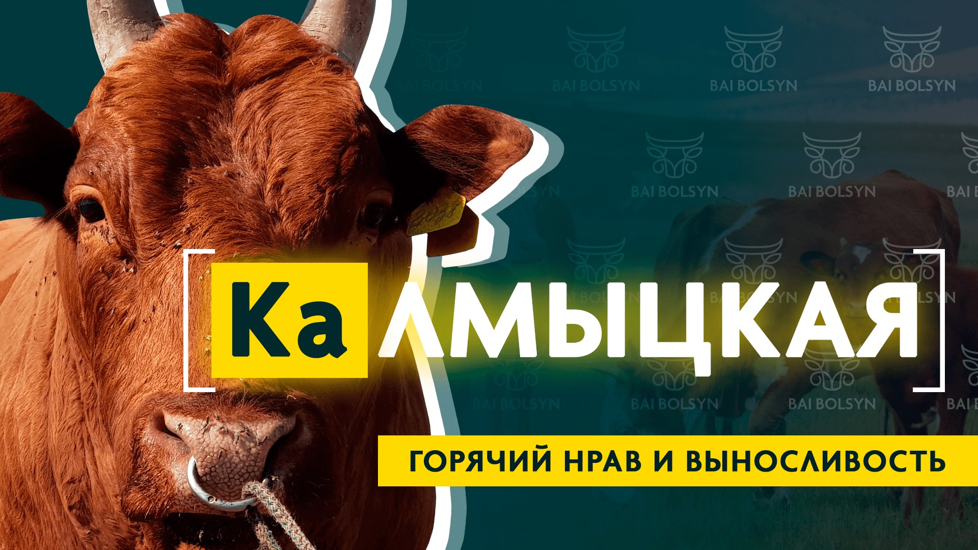 Калмыцкая порода КРС — самый выносливый скот для Казахстана? История, содержание, где купить?
