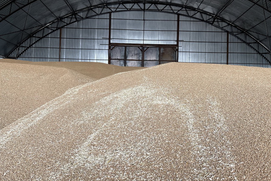 Казахстан собрал 16,6 млн тонн зерна