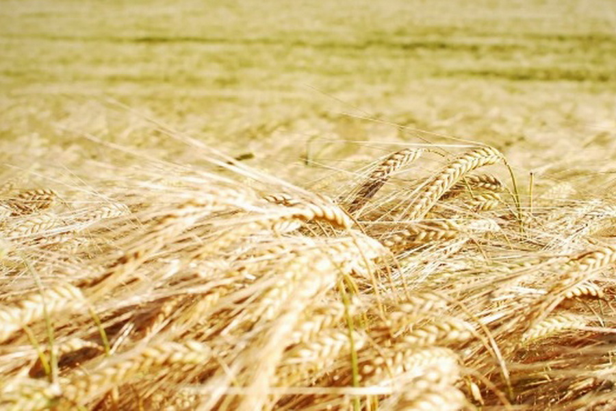 В Казахстане испытали сорт мягкой пшеницы Алабуга