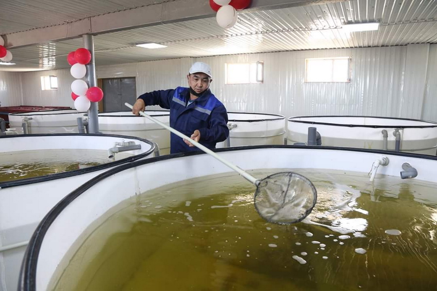 В Кызылординской области открылся инкубационный цех по выращиванию рыбы
