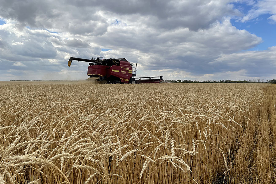 Эксперты оценили урожай зерна в Казахстане почти в 18 млн тонн